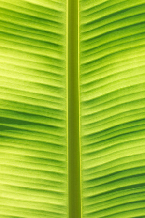 Banana leafの写真素材