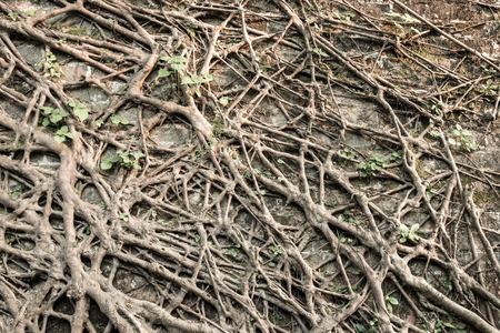 Rootの写真素材