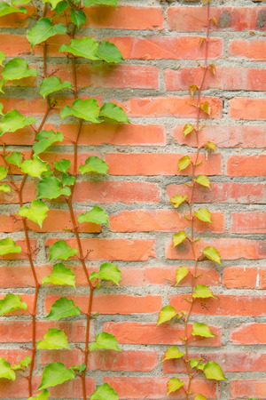 Bricks wallの写真素材