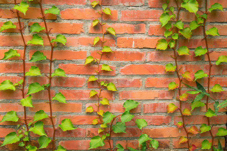 Bricks wallの写真素材