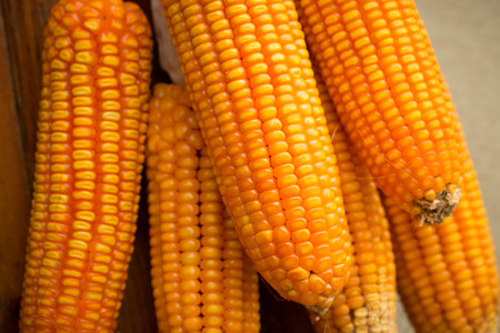 cornの写真素材