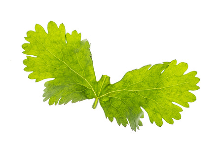 Leaf wing