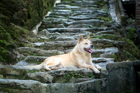 dog on the stairの写真素材