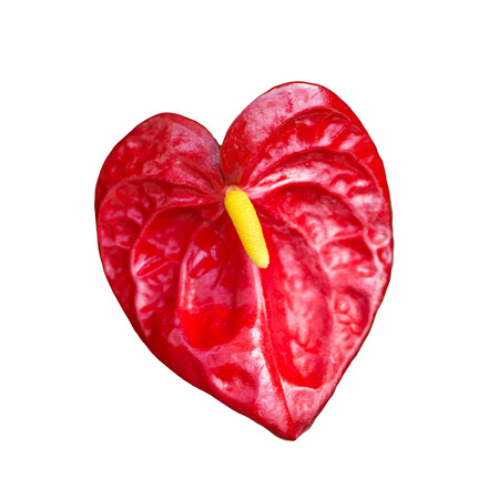 flamingo flowerの写真素材