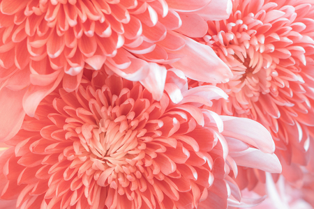 Pink color daisy macro backgroundの写真素材