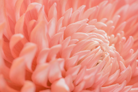 Pink color daisy macro backgroundの写真素材