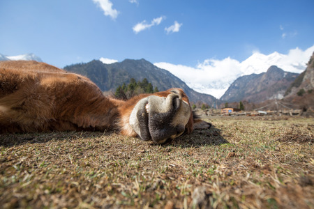 Donkey is sleeping on the grassの写真素材
