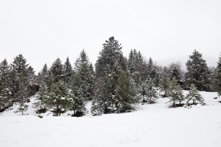 Snow day in forestの写真素材