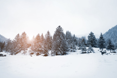 Snow day in forestの写真素材