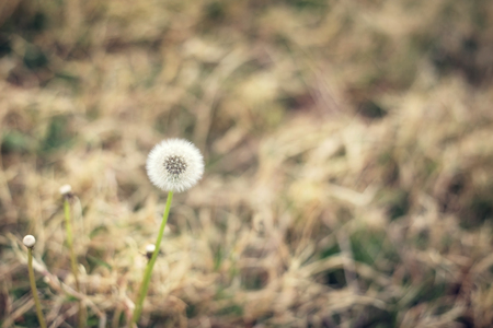 Dandelionの写真素材