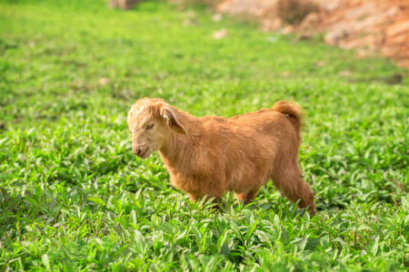 Sheep on the fieldの写真素材