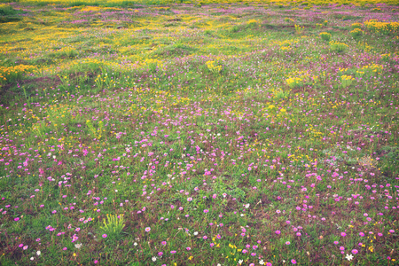 Flowersの写真素材