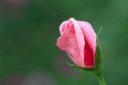 Roseの写真素材
