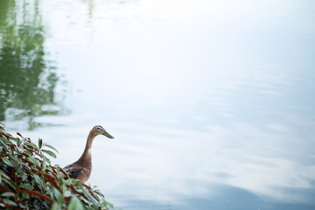 Duckの写真素材