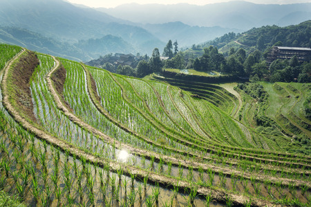 terraced fields