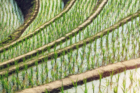 terraced fieldsの写真素材