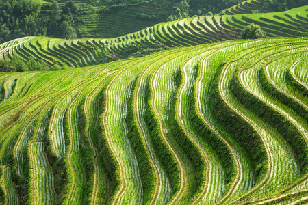 terraced fieldsの写真素材
