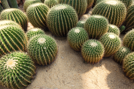 cactusの写真素材