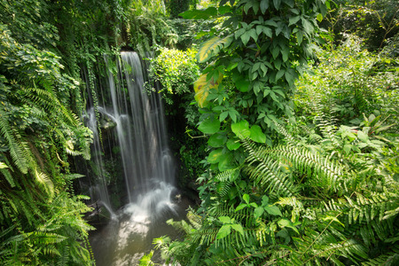 Waterfall in jungleの写真素材