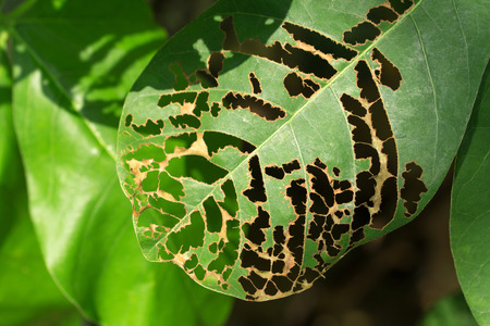 rotted leaf