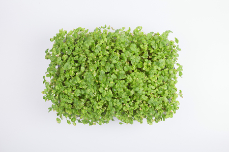 sproutsの写真素材