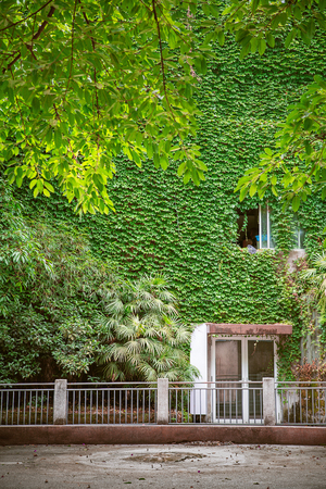 green color plants climbing on the house wallのeditorial素材