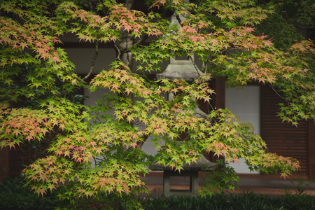 garden leafの写真素材