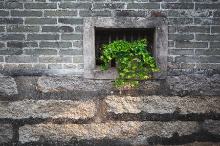 green plant on the wall