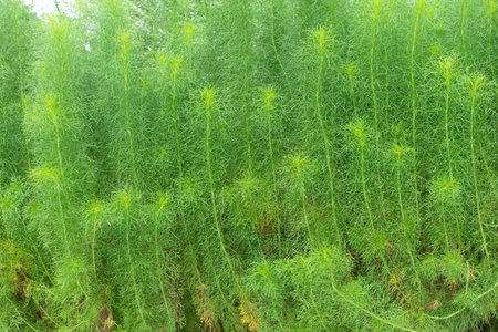Fresh green color plant backgroundの写真素材