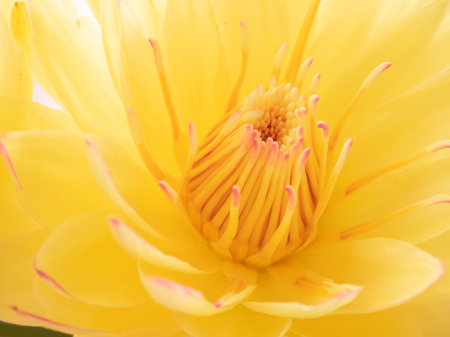 Fresh yellow color water lilyの写真素材