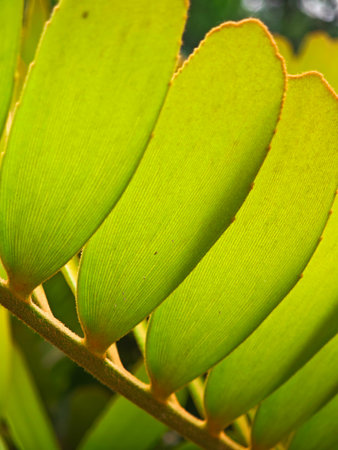 Fresh green color leaves close up backgroundの写真素材
