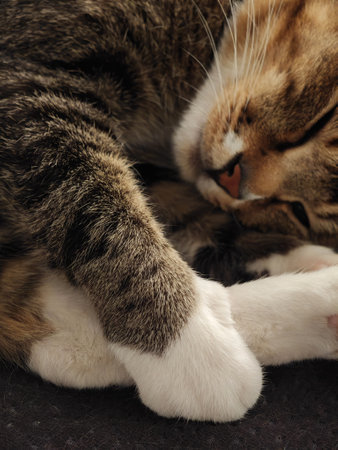 Sleeping cute cat close up backgroundの写真素材