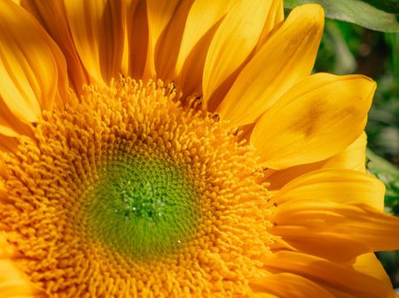 Fresh sunflower under with the sunlightの写真素材