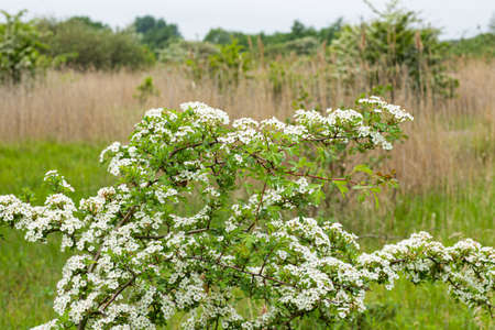 Bushes in nature park area