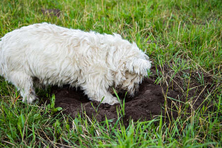Westie digging in dirt