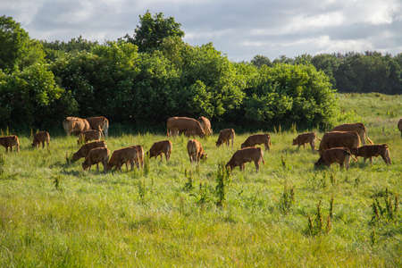 Cows on a field at the countrysideの写真素材