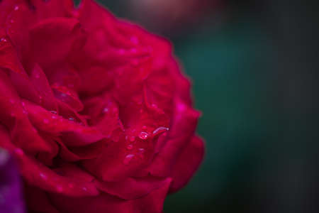 red rose petal
