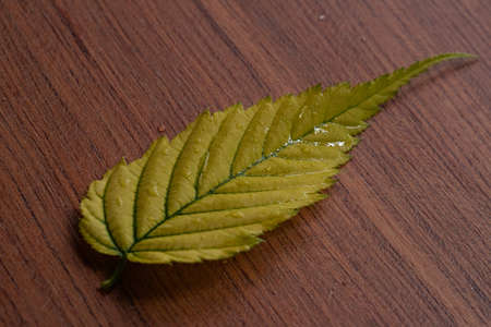 green leaf