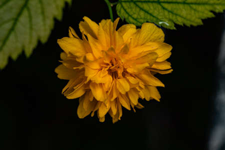 yellow flowerの写真素材