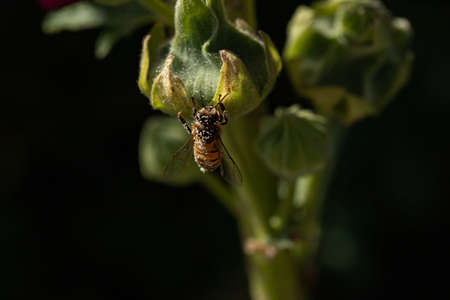 Macro bee