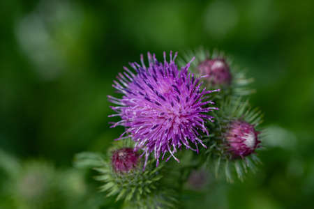 purple flowerの写真素材