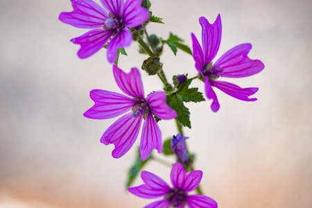 purple flower