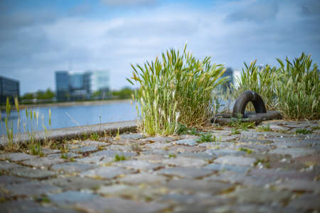 green nature by the waterfront in modern living area Southharbour in Copenhagen Denmark