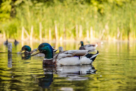 Duck in shallow water in summer timeの写真素材