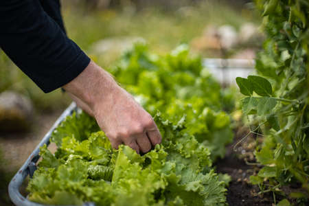 man plucking lettuceの写真素材