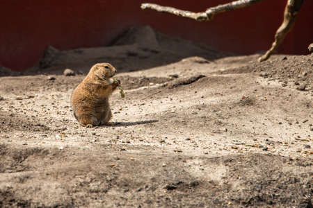Chipmunk eating a nut