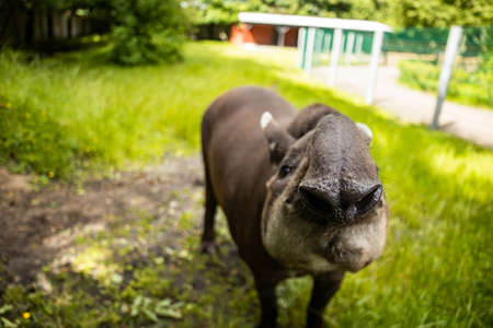 tapir in captivityの写真素材
