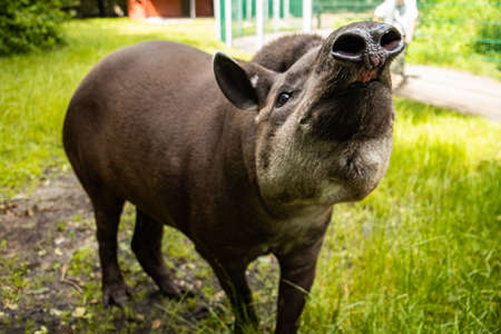 tapir in captivityの写真素材