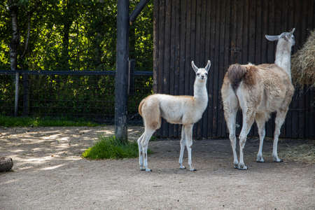 Llamas