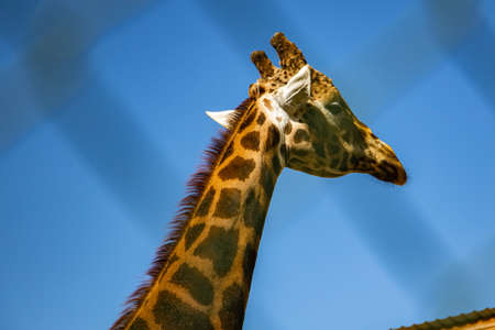 giraffe in a zooの写真素材